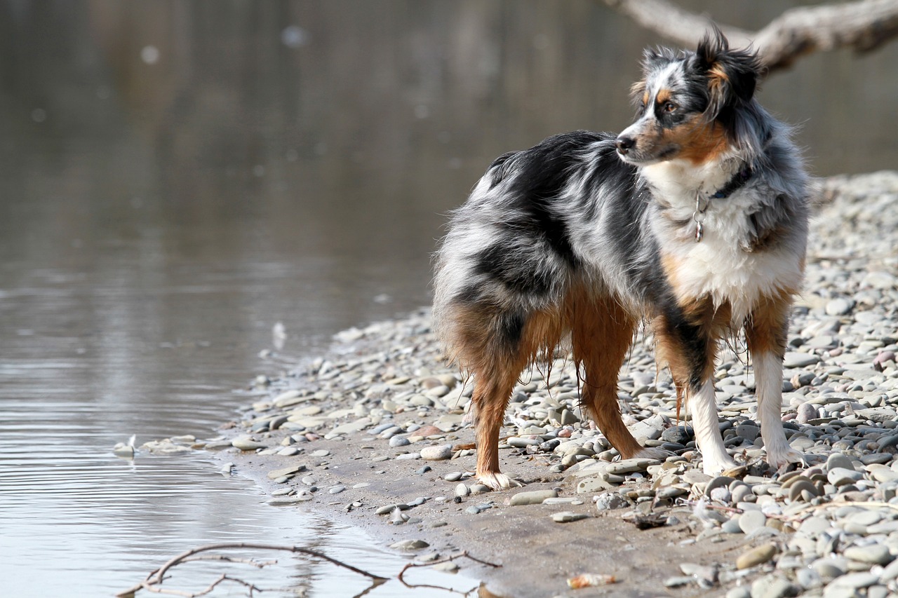 An Australian Shepherd dog